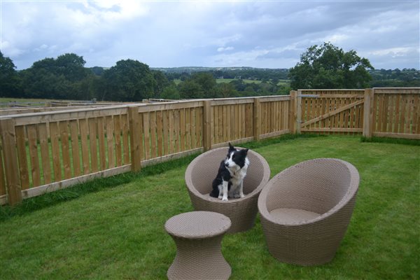 Jet our very friendly sheepdog  